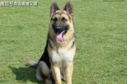 德国牧羊犬吃什么,营养搭配与禁忌解析