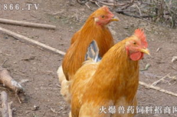 肉鸡价格,供需关系与市场趋势解读