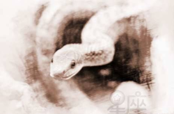 梦见大蛇吃人,大蛇吃人的寓意与预兆