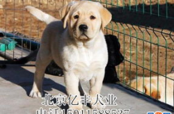 拉布拉多犬舍,血统、品质与专业养护之道